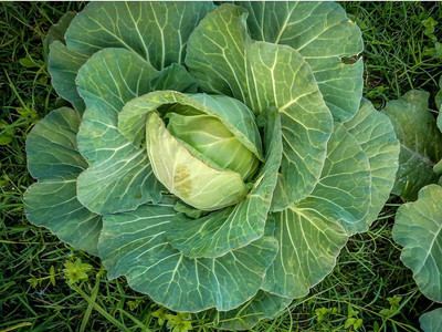 WILLVINE AGRI -VIII Copenhagen Market Early Cabbage Seeds [2.5g] Seed(750 per packet)