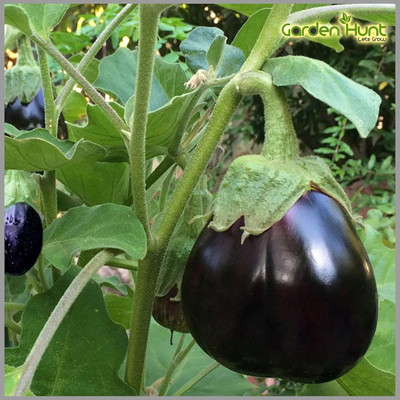 LPR brinjal Seed(50 per packet)