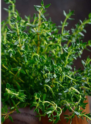 CYBEXIS VVI-55 - English Thyme - (1350 Seeds) Seed(1350 per packet)