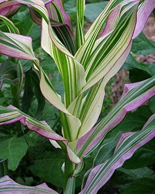 Qualtivate ICRA-2A Dwarf Rainbow Corn Seeds Seed(400 per packet)
