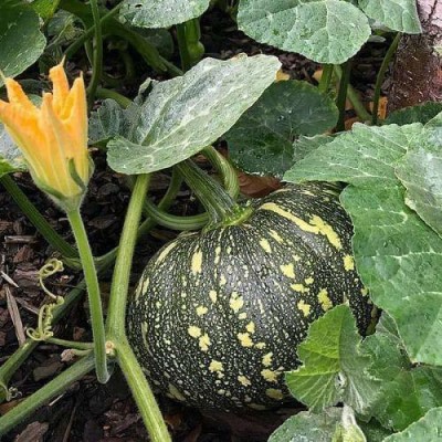 CYBEXIS GBPUT-10 - Pumpkin सीताफल कद्दू पेठा Sitafal Kaddu - (100 Seeds) Seed(100 per packet)