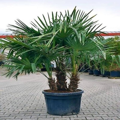 BDSresolve areca palm tree seeds for home garden/palm seed 13 Seed(9 per packet)