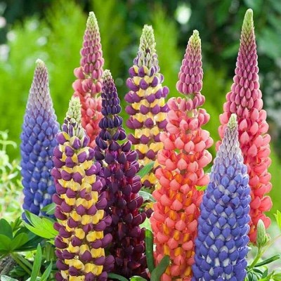 AXAQI Lupin Mixed Color F1 Hybrid Flower Seed(20 per packet)