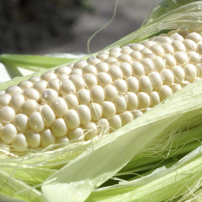 KNESSiN Delicious Corn Seed(200 per packet)