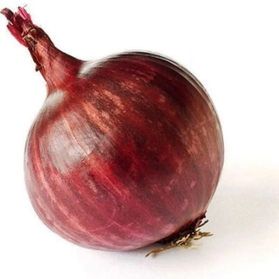 WATIKA Italian Onion Seed(3000 per packet)