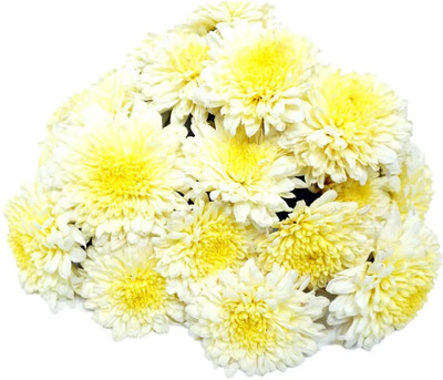XOLDA Exotic chrysanthemum white Seed(35 per packet)