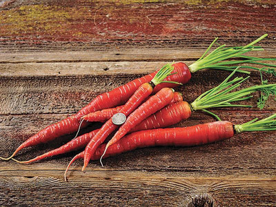 Arlo Red Carrot Seed(50 per packet)