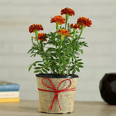 MOONQULTY Red Merigold Flower 30 Seed(30 per packet)