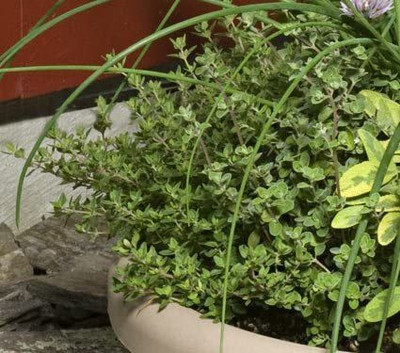 CYBEXIS XLR-57 - French Thyme - (1350 Seeds) Seed(1350 per packet)