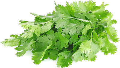 CYBEXIS GUA-66 - Cilantro Slow Bolt - (2250 Seeds) Seed(2250 per packet)