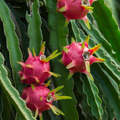 wequality Dragon fruit plant seeds/Dragon fruit seed 16 Seed(16 per packet)