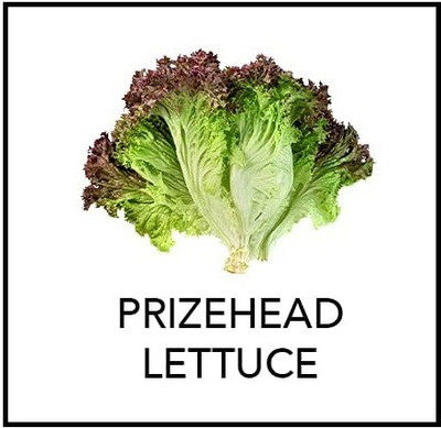 CYBEXIS ATS-84 - Prizehead Lettuce - (1350 Seeds) Seed(1350 per packet)