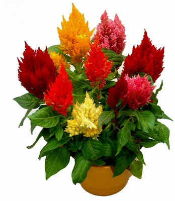 Mozette Exotic celosia Seed(25 per packet)