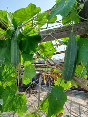 KNESSiN F1 Hybrid Ridge Gourd “Jhinge” Seed(100 per packet)