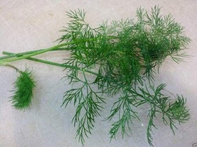 CYBEXIS GBPUT-78 - Dill Green All-Year Round - (750 Seeds) Seed(750 per packet)