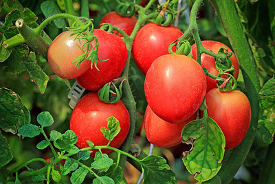 Reelam Natural tomato Seed(85 per packet)