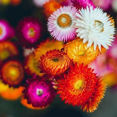 KANAYA Helichrysum Flower Seed(25 per packet)