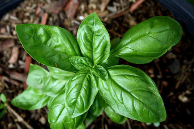 VibeX NBIR-59 - Basil Genovese Ocimum Basilicum - (4500 Seeds) Seed(4500 per packet)