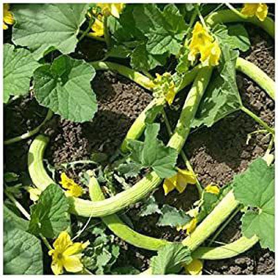 KANAYA Armenian Cucumber Kakdi , Kakri Seed(100 per packet)
