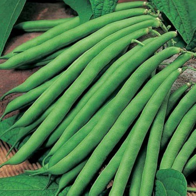 BDSresolve pea seeds/beans seeds 32 Seed(32 per packet)