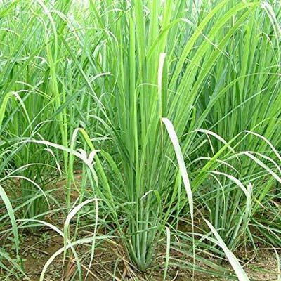 Aywal Lemon Grass Seeds Cochin Grass Seed(115 per packet)