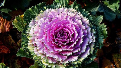 CYBEXIS WORLD Ornamental Kale Mix Seed(50 per packet)