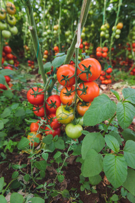 BJUBAS tomato Seed(135 per packet)