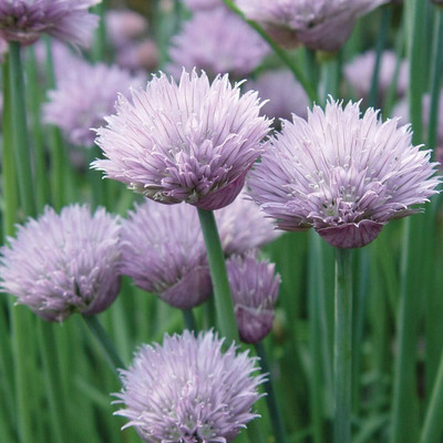 Qualtivate VXI-94 Chives Seeds Seed(500 per packet)