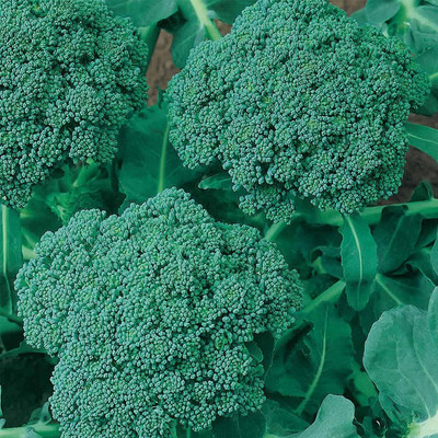 WILLVINE SCI -XVI Waltham 29 Broccoli Seeds [5g] Seed(1500 per packet)