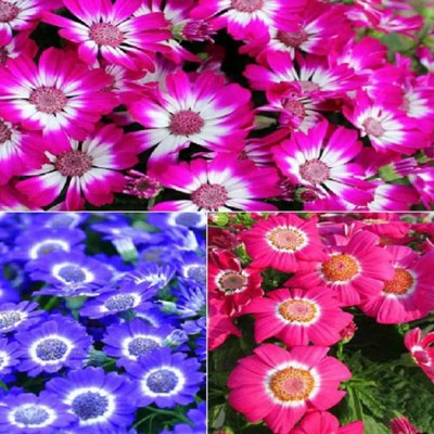 JRYU Cineraria Mixed Hybrid Seeds For Home Garden Seed(44 per packet)