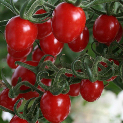 Biosnyg Hybrid Sungrape Tomato Seeds for Terrace Gardening - (2000 Seeds) Seed(2000 per packet)