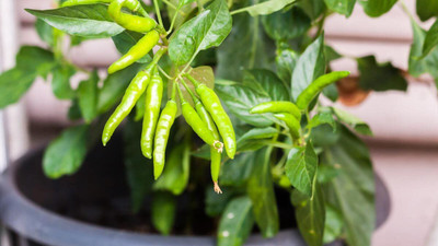DEYS AGRO ™ hybrid chilli seeds,hot chilli Seed(100 per packet)