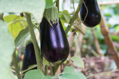 Kodali Hybrid F1 Brinjal Seeds Pack Of 24 Seed(24 per packet)