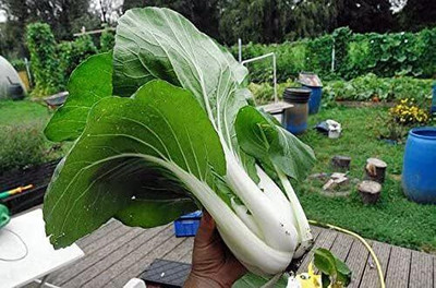 WILLVINE PAU -XI Canton Pak Choi Bok Choy Chinese Cabbage [1g] Seed(300 per packet)