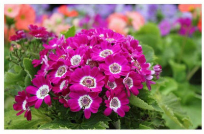 XOLDA Exotic cineraria Seed(15 per packet)