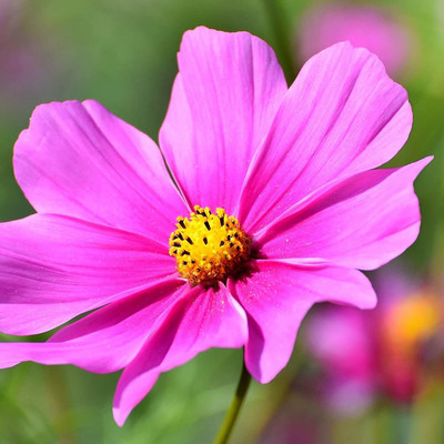 CYBEXIS XLL-18 - Flower (Cosmos) - (270 Seeds) Seed(270 per packet)