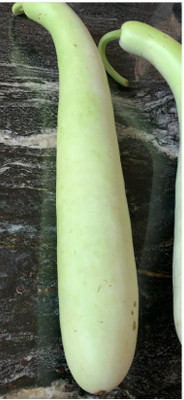 UGRA Long bottle gourd Seed(20 per packet)