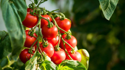 Unicosa Ayurveda tomato Seed(105 per packet)