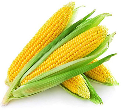 YI Saler ORIGINAL HYBRID F1 VAREITY SWEETCORN SEEDS Seed(20 per packet)