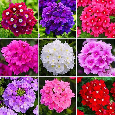 BDSresolve Superbena verbena seeds PACK OF 50 Seed(50 per packet)