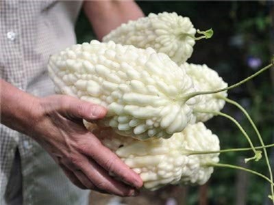 Qualtivate ICRA-3A Bitter Gourd White Long High Yield Seed(50 per packet)