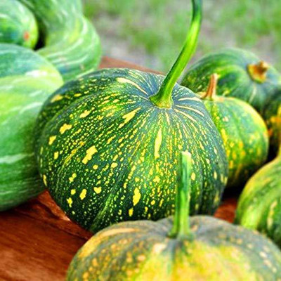 CYBEXIS TLX-7 - Pumpkin Kaddu F1 Hybrid - (100 Seeds) Seed(100 per packet)
