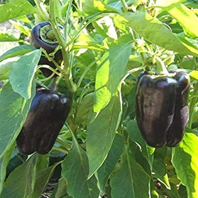 CYBEXIS F1 Hybrid Purple Capsicum Sweet Bell Pepper Seeds2400 Seeds Seed(2400 per packet)