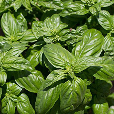 WILLVINE Emily Basil Seeds (Ocimum basilicum)-[2000 Seeds] Seed(2000 per packet)