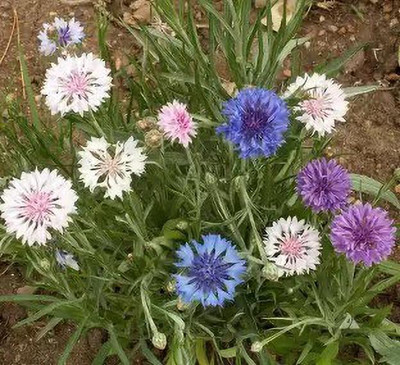 Aro Cornflower Seed(36 per packet)