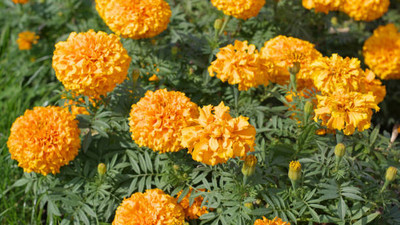 ADVAIT ABEER marigold/gende ka phool flower seeds Seed(75 per packet)