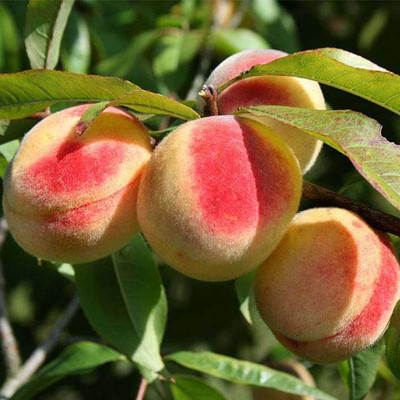 Aywal Peach Fruit Seed(2 per packet)