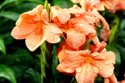 Darshan Sandhya kanakambaram-firecracker-crossandra Seed(34 per packet)