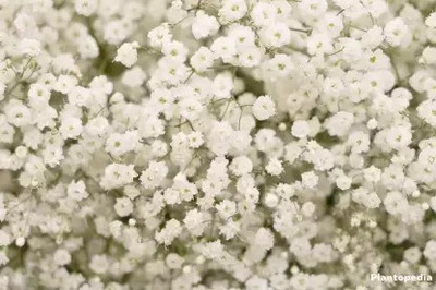 Aro Gypsophila Seed(143 per packet)
