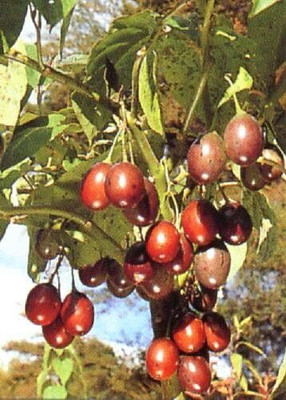 KNESSiN Tomato Tree Tamarillo Seed(1250 per packet)
